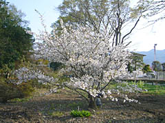 �I�V���C����͍��Ɨ׉Ƃ������܂���